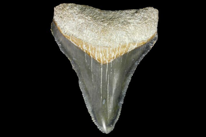 Serrated, Fossil Megalodon Tooth - Bone Valley, Florida #145099